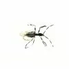 Fulling Mill Flying Ant Black